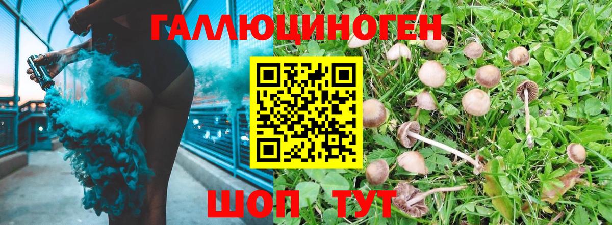 Псилоцибиновые грибы Cubensis Минусинск