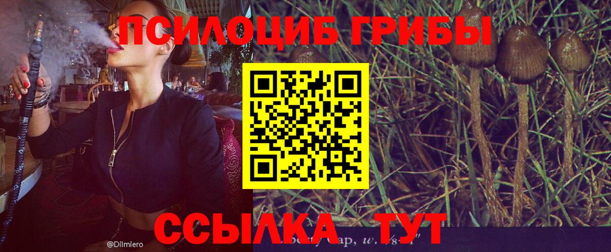 Галлюциногенные грибы Cubensis  Вход с VPN  Минусинск 